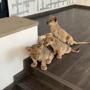 Heavens tests came back wayyyy better from the lab. She is still not perfect but her improvement has been incredible. In two more weeks I expects her results to be in range. Her levels, which were super high two weeks ago, came down 75 percent. She’s eating almost six times more than what she was eating before. We’ve been administering saline solution daily through an IV, which is not very easy to do, plus some supplements for her kidney. I’m extremely happy with how she is doing... #ThinkBlue #