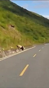 A tourist captures extraordinary footage of a wild giant panda trying to cross a highway in Ya'an, a city in southwest China’s Sichuan Province. The video shows the panda attempting to squeeze through roadside barriers, prompting social media users to compare the rare sighting to winning the lottery. #panda #giantpanda #wildanimals #WildChina | Hold Your Horses with Kevin Wu