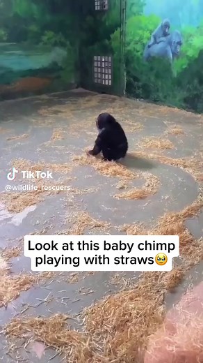 Adorable Baby Chimpanzees: Playful Creatures with a Close Bond