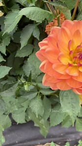 Beautiful orange dahlias 🧡 | Natural flowers