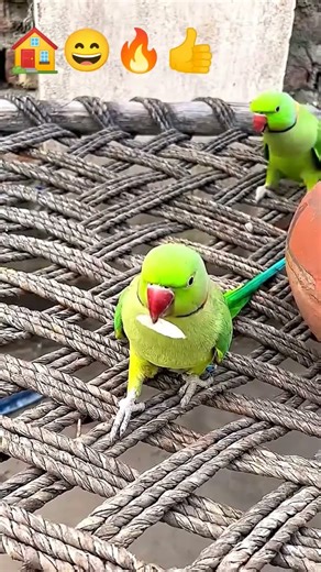 #parrot 🏠 #funn y😄 #birds 🔥👍❤️🐎