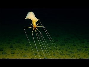Magnapinna Squid Oddities: New Footage of the Elusive Bigfin Squid - Magnapinna Squid Documentary