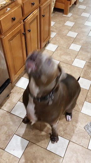 “When your dog takes medicine”#dog #dogs #dogsoftiktok #funnyvideos #pets #cutedog #funny #foryou