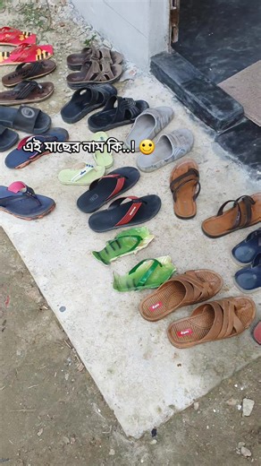 এই মাছের নাম কি? জানুন!