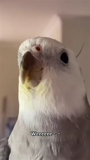 Birds are so smart part 400 #funny #birdsplaying #parrot
