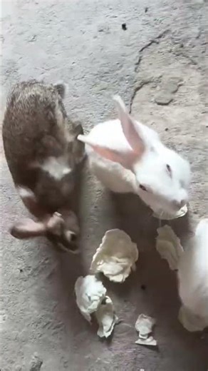 beautiful rabbits 😍😍#youtube #youtube #youtube