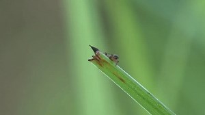 Paederus littoralis. Paederinae subfamily Staphylinidae, rove beetles as Tomcat runs along tip of grass stem staggering in summer wind. Macro view of insect in wild meadow