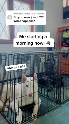 Howling with a Wolfdog: Hilarious Moments Caught on Camera