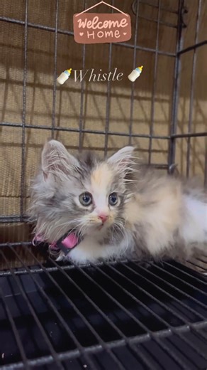 Kucingku “Whistle namanya” ❤️🐈 #kitten #whistle #mycat #newkitten