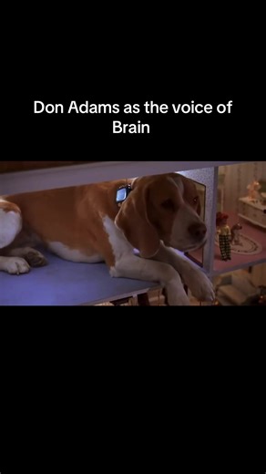 It was really awesome that Don Adams made a cameo as the voice of Brain for the Inspector Gadget film. #inspectorgadget #michelletrachtenberg #donadams