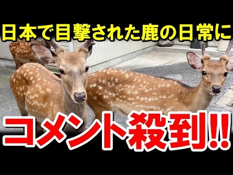 "Even the deer are Japanese?" An unbelievable sighting of everyday life in Nara Park [Overseas Re...