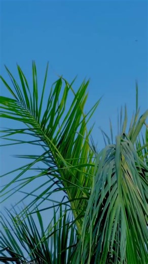 Bulleh Shah Ghungroo Performance