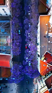 20K views · 314 reactions | Planning your Spring trip to Lisbon? Here's what awaits you: vibrant colors, clear blue skies, and a sea of purple jacaranda trees in bloom. ☀️ — A planear a tua viagem de Primavera a Lisboa? Aqui está o que te espera: cores vibrantes, céu azul e um mar de jacarandás roxos em flor. ☀️ #VisitLisboa www.visitlisboa.com/  Lisboa  @b2graphy | Visit Lisboa | Facebook