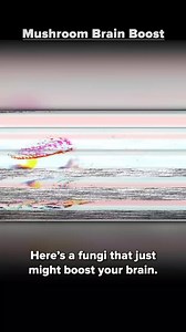 12K views · 343 reactions | How about a mushroom brain boost? #vsauce #education #reels #brain #mushrooms #memory #science | Vsauce2 | Facebook