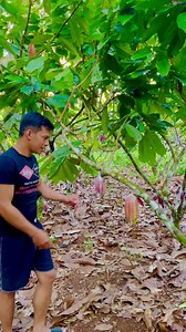 6.9M views · 10K reactions | Havesting Cacao fruit ( UF-18 variety) #reelsfb #satisfying #farming #cacao | Mr. Joe's World | Facebook