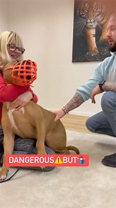 #petsofinstagram #chiropracticadjustment #pet #chiropractor #doglover #hundeliebe | Animal chiropractor, osteopath & healer