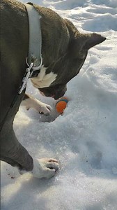 Нашла потерянную игрушку. #амстафф #собаки #amstaff #shortvideo