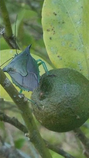 What do you call this bug on the lemon tree.