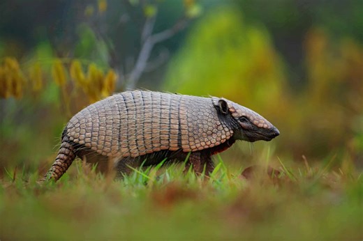 Armadillos - Discovering the Fascinating World