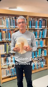 Learn about the Goliath Conch, the largest of the true conchs with Dr. José Leal. #sanibel #shells #conch #shellmuseum #shelling #malacology | Bailey-Matthews National Shell Museum & Aquarium