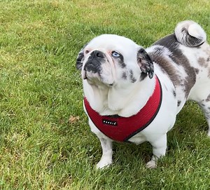 Our sweet Nala is pretty popular! She was just posted yesterday and we already have quite a few applications! Whoever gets this girl will be so lucky! #pacificpugrescue #adoptdontshop #pugmix #bulldogmix #welovealldogs #welovepugmixes #happygirl #readyforahome #nomorepuppies | Pacific Pug Rescue