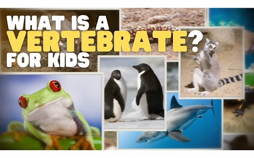 What Is a Vertebrate？ ｜ Learn about the animals of the Vertebrata subphylum