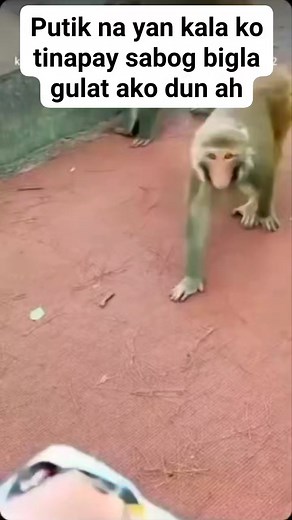 Melanio Baluma on Reels