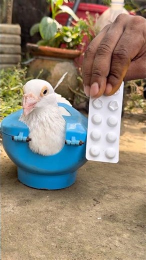 Pigeon Care: Administering Tablets for Health #pigeoncare #pigeon #birdhealth