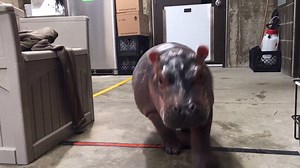 Adult Nile hippos can run faster than a human can, reaching speeds up to 18 mph on land. Fiona isn't quite that fast yet, but she's working on it. #TeamFiona | Cincinnati Zoo & Botanical Garden