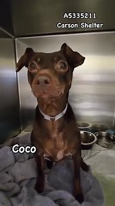 3.6K views · 335 reactions | Adopted A5335211 ✰ COCO -3/06/25-...