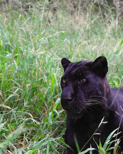Typical leopard behaviour