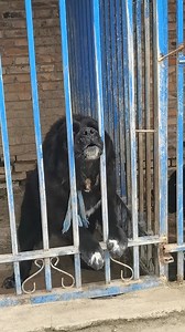 Angry Rottweiler barking sound #rottweiler #angrypuppy #cuteanimal | King Charlie's