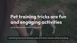 Pet Training Tricks