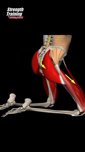 Proper Technique for Kneeling Squats | Muscle and Motion