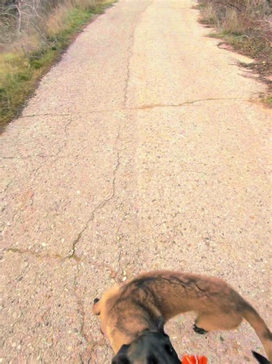 Engaging Games for Dogs: Start Your Day Right!