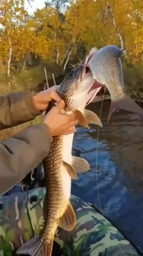 Instagram video by ADAK FISHING SHOP • Sep 3, 2025 at 12:56 PM