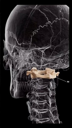 🦴 Atlas (C1) Vertebra Explained!The tiny bone that supports your entire skull 🤯