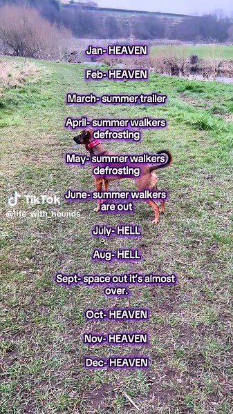 leggy.long.dogs2 on TikTok