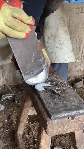 Extreme donkey hoof trimming – very satisfying#satisfying