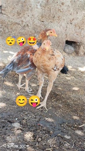Jabardast Seal Aseel Murge Ki Jodi – Pure Power & Beauty! 🐓💪#shorts #viral