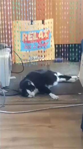 video of panda being tired ❤️