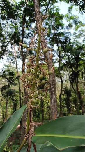 അപരനെ കിട്ടി 😂😂 | ഇതിപ്പോ original മാറി പോകും💚💚 | ThoughtsN'Vibes| #nature