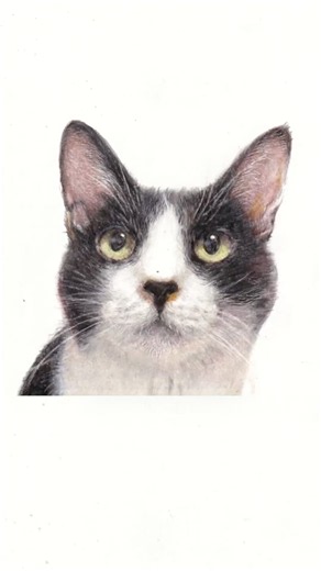 色鉛筆画 ミルさん #cat #art #drawing #coloredpencils #イラスト