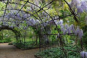 Eccleston Square - the green heart of Westminster - National Garden Scheme