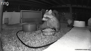 20 reactions | It was a quiet evening last night due to the cold weather and snow. Sir William hung out for a while. | Dunning after Dark: Wildlife Adventures Under the Deck | Facebook