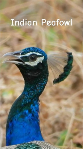 🦚 Indian Peafowl 🦚 #peacock #wildlifeshorts