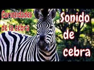 Sonido de cebra ZEBRA SOUND