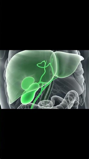 Human Gallbladder 3D Animation | Health Tips Science