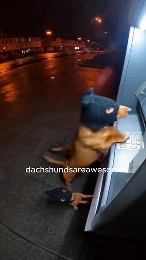 Dachshund bank robbery gone right 😂 | Dachshunds Are Awesome