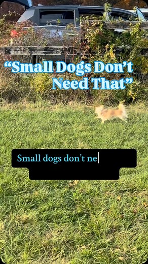Small dogs aren’t misbehaving. They’re under-experienced. We protect them so hard from “danger” that they never get to build confidence, strength, or grit. Then we call them reactive. Or neurotic. Or “yappy.” Small dogs don’t need more rules — they need more real dog opportunities. What’s your small dog’s favorite “big dog” activity? Mine? Full-speed off-leash zooms. Dirt included. Share a pic of your tiny gremlin living their best feral life. | Like Magic Dog Training